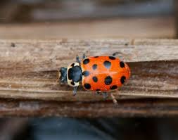 Attēlu rezultāti vaicājumam “Hippodamia tredecimpunctata”
