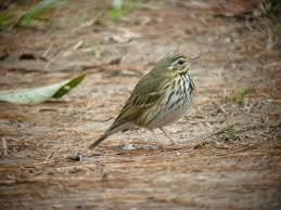 Image result for Anthus hodgsoni