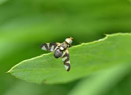 Attēlu rezultāti vaicājumam “Urophora cardui”