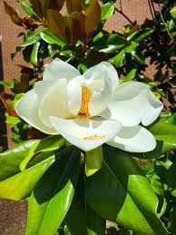 Attēlu rezultāti vaicājumam “Magnolia cylindrica flower”