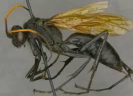 Attēlu rezultāti vaicājumam “Pompilidae”