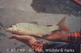 Image result for Moxostoma macrolepidotum