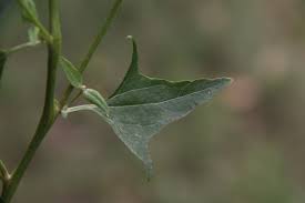 Attēlu rezultāti vaicājumam “Atriplex patula”