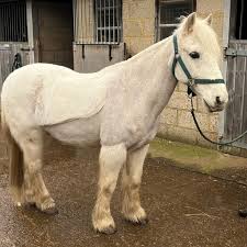 Image result for South Weylands Equestrian