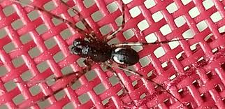 Attēlu rezultāti vaicājumam “Neriene montana”