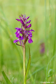 Attēlu rezultāti vaicājumam “Dactylorhiza traunsteineri”