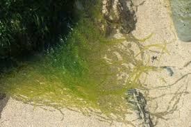 Attēlu rezultāti vaicājumam “Enteromorpha sp.”