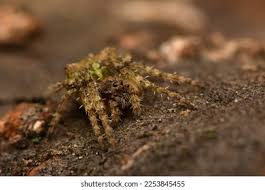 Attēlu rezultāti vaicājumam “Gibbaranea gibbosa”