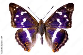 Attēlu rezultāti vaicājumam “Apatura iris”