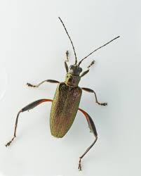 Attēlu rezultāti vaicājumam “Donacia clavipes”