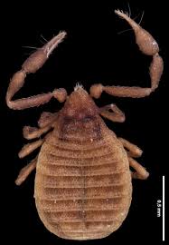 Attēlu rezultāti vaicājumam “Chelifer cancroides”