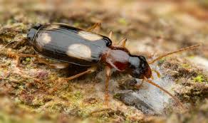 Attēlu rezultāti vaicājumam “Dromius quadrimaculatus”