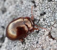 Attēlu rezultāti vaicājumam “Chrysolina staphylaea”