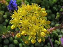 Attēlu rezultāti vaicājumam “Sedum sexangulare flower”