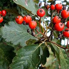 Attēlu rezultāti vaicājumam “Sorbus intermedia fruit”