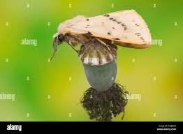 Attēlu rezultāti vaicājumam “Spilosoma lutea”