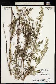 Image result for Artemisia gmelinii