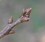 Attēlu rezultāti vaicājumam “Quercus robur bud”