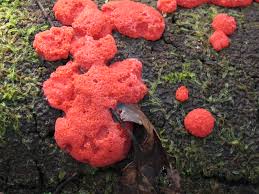 Attēlu rezultāti vaicājumam “Liceaceae”