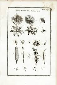 Attēlu rezultāti vaicājumam “Anemone sylvestris bud”