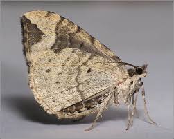 Attēlu rezultāti vaicājumam “Eulithis prunata”