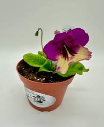 Image result for Streptocarpus