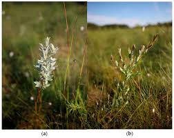 Attēlu rezultāti vaicājumam “Salix myrtilloides”