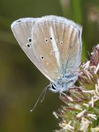 Attēlu rezultāti vaicājumam “Agrodiaetus damon underside”