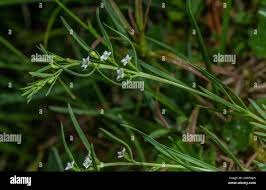 Attēlu rezultāti vaicājumam “Thesium alpinum flower”