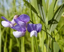 Attēlu rezultāti vaicājumam “Lathyrus palustris flower”