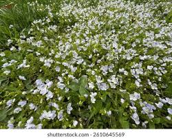 Attēlu rezultāti vaicājumam “Veronica filiformis flower”