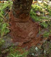 Attēlu rezultāti vaicājumam “Phellinus ferrugineofuscus”