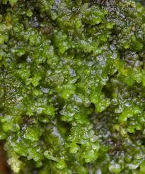 Attēlu rezultāti vaicājumam “Lejeunea cavifolia”