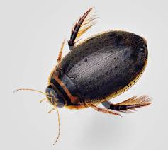 Attēlu rezultāti vaicājumam “Acilius sulcatus female”