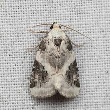 Attēlu rezultāti vaicājumam “Pseudeustrotia candidula”