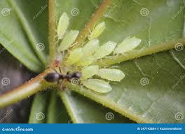 Attēlu rezultāti vaicājumam “Drepanosiphum platanoidis exuvia”