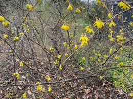 Attēlu rezultāti vaicājumam “Forsythia”