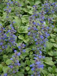Attēlu rezultāti vaicājumam “Ajuga genevensis”