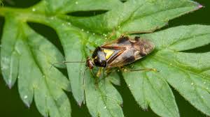 Attēlu rezultāti vaicājumam “Orthops basalis”