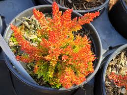 Attēlu rezultāti vaicājumam “Calluna vulgaris flower”