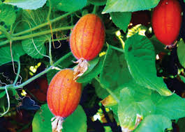 Attēlu rezultāti vaicājumam “Thladiantha dubia”