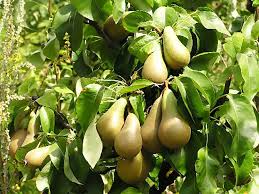 Attēlu rezultāti vaicājumam “Pyrus communis fruit”