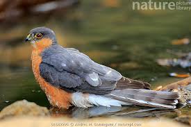 Attēlu rezultāti vaicājumam “Accipiter nisus male”
