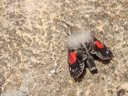 Image result for Tichodroma muraria