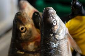 Image result for Coregonus clupeaformis