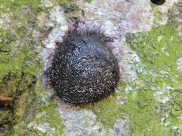 Attēlu rezultāti vaicājumam “Symphytocarpus flaccidus”