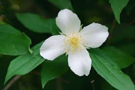 Attēlu rezultāti vaicājumam “Philadelphus coronarius”