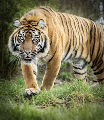 Kuvahaun tulos haulle tigers