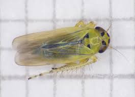 Attēlu rezultāti vaicājumam “Macrosteles nymph”