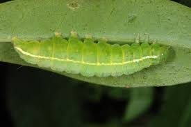 Attēlu rezultāti vaicājumam “Craniophora ligustri imago”